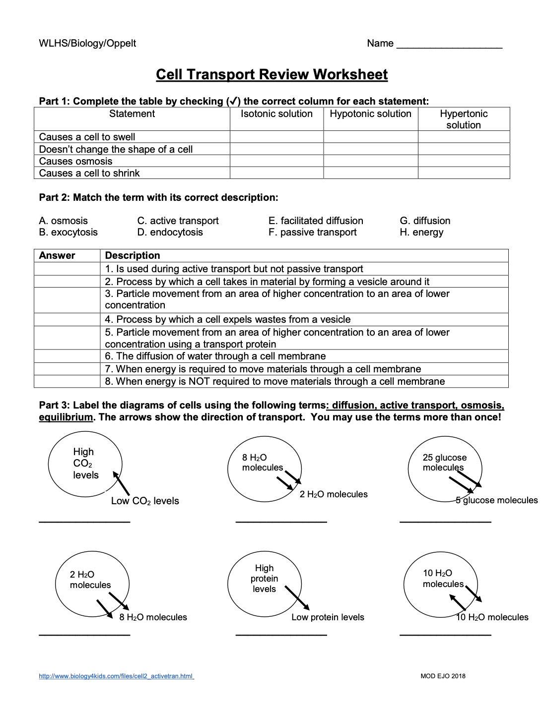 Cell Transport Review Worksheet